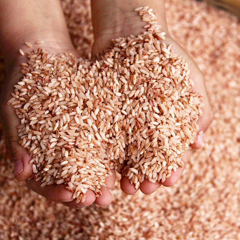 『云南哈尼梯田红米』传统农耕 糯软清香