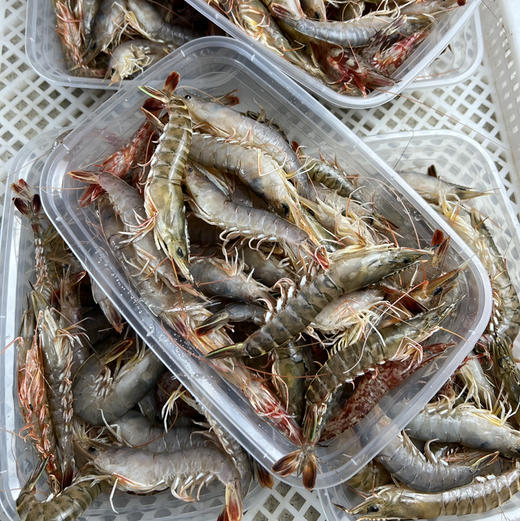 【野生海杂虾】纯正野生海虾，速冻锁鲜，肉质Q弹，营养美味，妈鲜乐广东潮汕海鲜基地发货 商品图6
