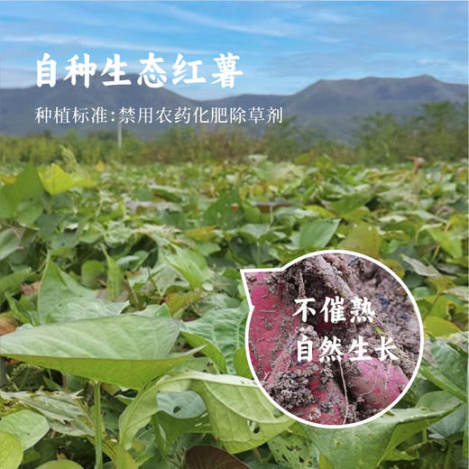 【春日新品】红薯淀粉500g 自然农法种植红薯 阳光晒制 细腻纯净 商品图3