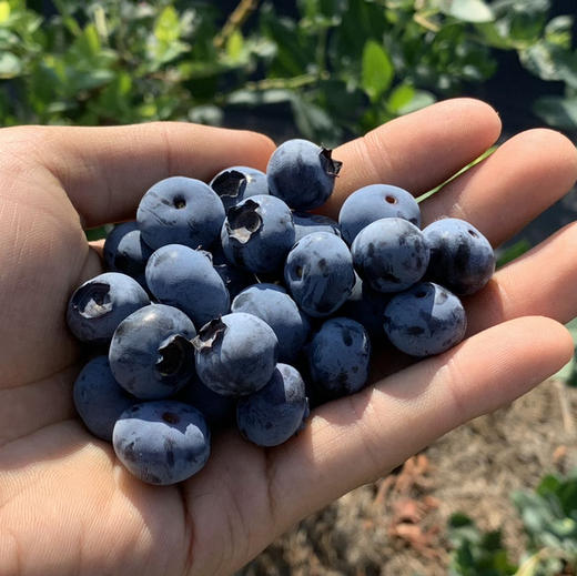 【云南抚仙湖 湖边蓝莓】果肉饱满，酸甜可口，较同品类果花青素、维生素等的常规营养成分含量更胜一筹,含有极为丰富的黄酮类和多糖类化合物，顺丰空运 商品图5