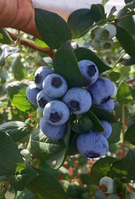 【AN】云南澄江抚仙湖露天蓝莓 商品图2