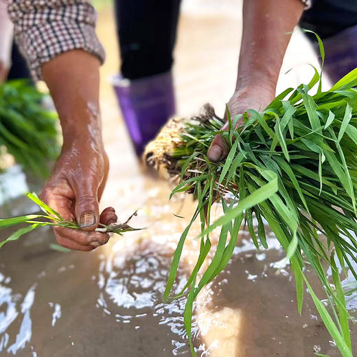 『云南哈尼梯田红米』传统农耕 糯软清香 商品图7