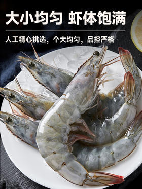 大黄鲜森湛江大虾鲜活速冻白虾类海鲜3040大虾1.5kg/盒