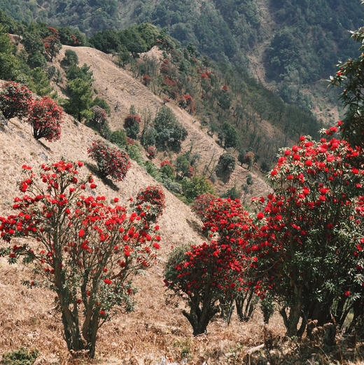 成人徒步 | 3.14周六寻甸彝戈山徒步赏花，闯入马缨杜鹃花海，一山坡又一山坡的马缨花海，漫步草原与森林，登高望远！ 商品图8