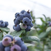 【云南抚仙湖 湖边蓝莓】果肉饱满，酸甜可口，较同品类果花青素、维生素等的常规营养成分含量更胜一筹,含有极为丰富的黄酮类和多糖类化合物，顺丰空运 商品缩略图10