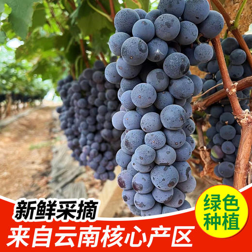【AN】云南高原夏黑葡萄 商品图2