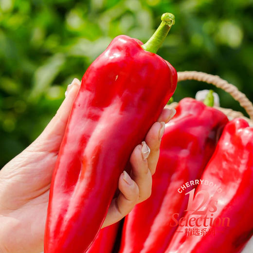 水果甜椒糖宝椒 推荐生吃 脆甜多汁丝毫不辣 顺丰京东随机 商品图9