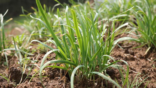 韭菜（300g） 商品图8