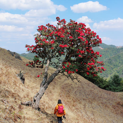 成人徒步 | 3.14周六寻甸彝戈山徒步赏花，闯入马缨杜鹃花海，一山坡又一山坡的马缨花海，漫步草原与森林，登高望远！ 商品图2