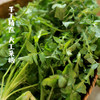 秦岭现挖野生新鲜荠菜 | 人工采摘手工挑选 叶片肥厚香气足 天然无污染 新鲜直达 秋季偏绿 寒冬转深 遇水返青 营养锁鲜 商品缩略图1