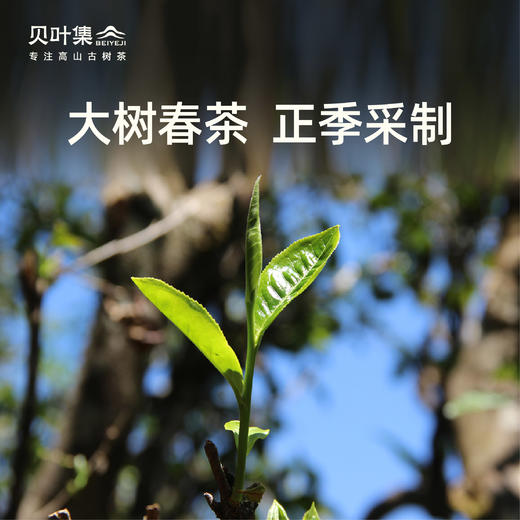 可以手撕的6年老熟普临沧甜韵枣香顺滑大树春茶细腻可闷泡200g/饼 商品图4