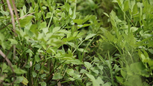 水芹菜（400g） 商品图2