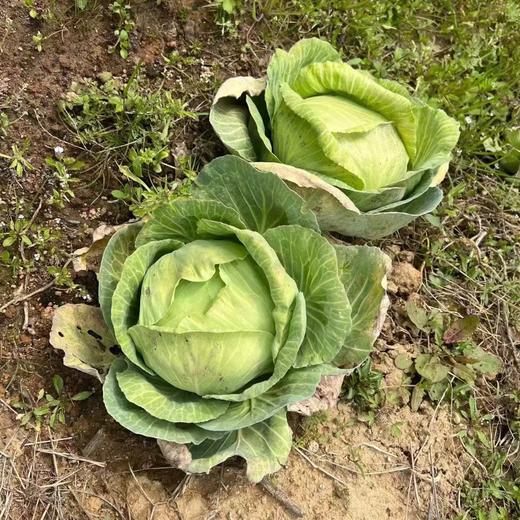 平包包心菜（400g以上)(半个/整个） 商品图2