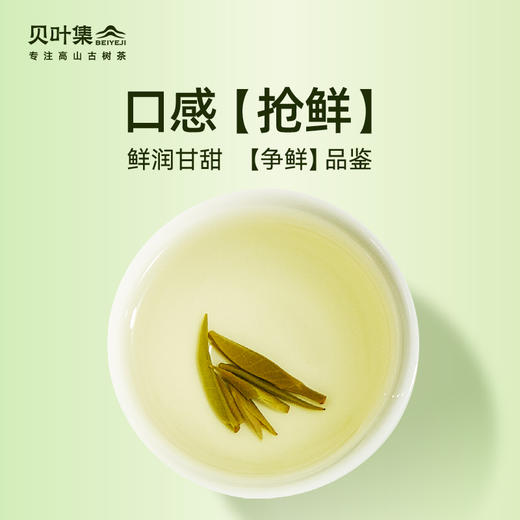 2024贝叶集头采雀舌实心芽清甜花香争先品鉴 商品图2