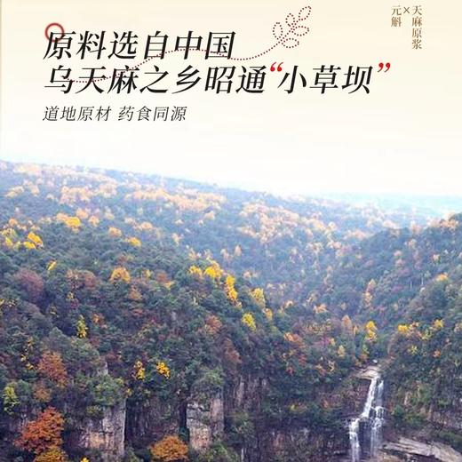 ⁴ 【云南昭通乌天麻原浆】乌天麻+益生元 含天麻素7袋*30ml/盒 YC04-CRMM-SH 商品图3