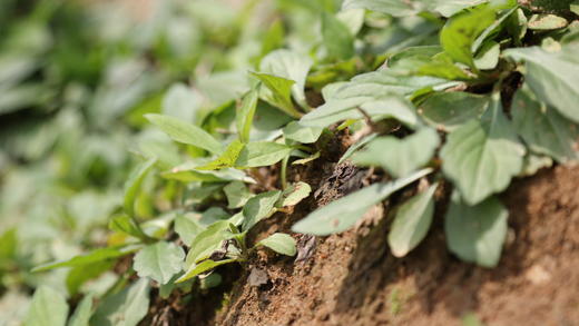 【精选】马兰头（野菜）(300g)马兰头需焯水后冷水沥干再炒哦，不然会涩口呢 商品图1