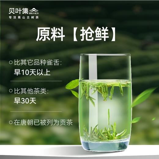 2024贝叶集头采雀舌实心芽清甜花香争先品鉴 商品图1