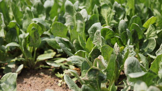 菠菜/老品种菠菜（400g）因季节原因，不用化肥的叶菜会略带苦味哦！ 商品图6