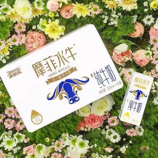 摩菲水牛高钙牛奶优质乳蛋白营养健康 商品图2
