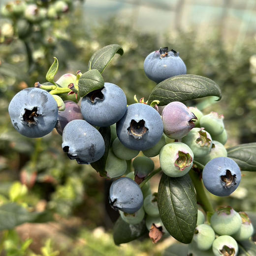 【云南抚仙湖 湖边蓝莓】果肉饱满，酸甜可口，较同品类果花青素、维生素等的常规营养成分含量更胜一筹,含有极为丰富的黄酮类和多糖类化合物，顺丰空运 商品图1