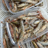 【野生海杂虾】纯正野生海虾，速冻锁鲜，肉质Q弹，营养美味，妈鲜乐广东潮汕海鲜基地发货 商品缩略图2