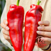 水果甜椒糖宝椒 推荐生吃 脆甜多汁丝毫不辣 顺丰京东随机 商品缩略图0