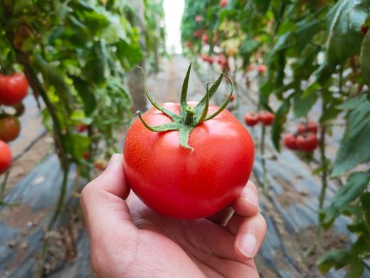 【特惠秒杀】【正宗普罗旺斯西红柿 】自然成熟采摘 不打农药不催熟 不用激素 生吃也好吃  复购率95% 每箱4斤12个左右 商品图10