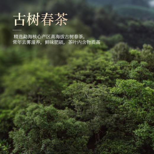 勐乐山普洱2024年玄武熟茶357g 商品图4