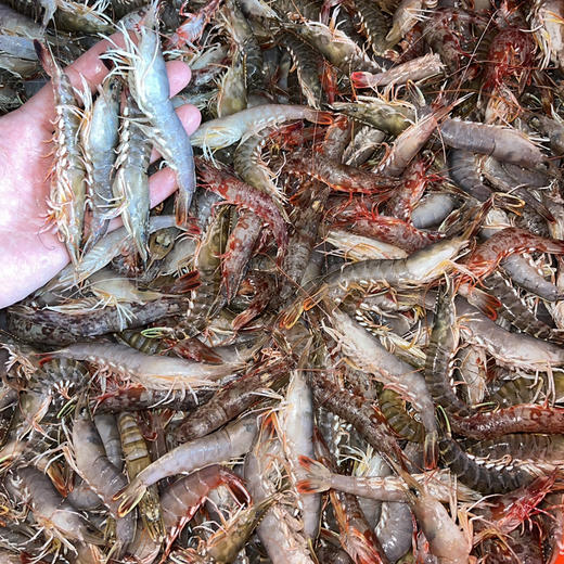 【野生海杂虾】纯正野生海虾，速冻锁鲜，肉质Q弹，营养美味，妈鲜乐广东潮汕海鲜基地发货 商品图1