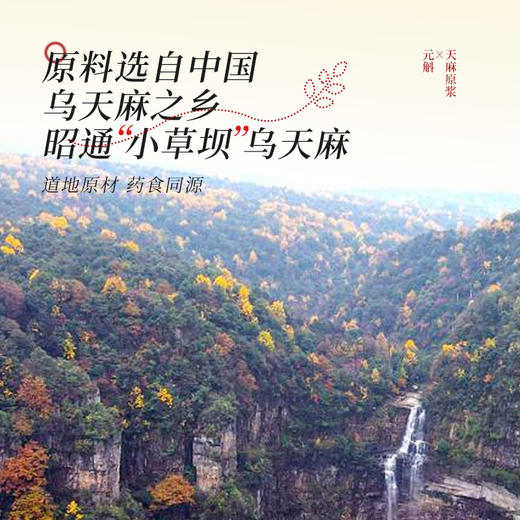云南昭通小草坝乌天麻原浆纯原浆饮210ml/盒 商品图4
