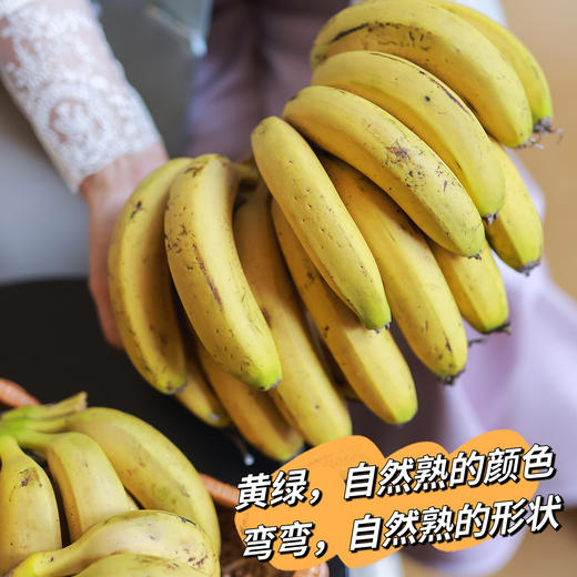 【满2件减5元】天宝香蕉 树上自然8成熟无农残不打除草剂不打膨大剂自然生长两干多年种植历史 商品图1