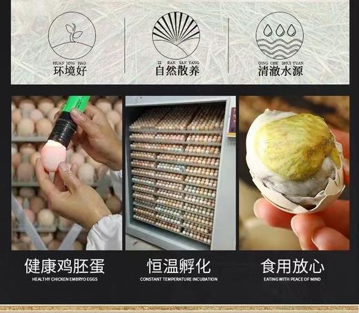 【活珠子】揽星13天活珠子毛鸡蛋5枚装 商品图3