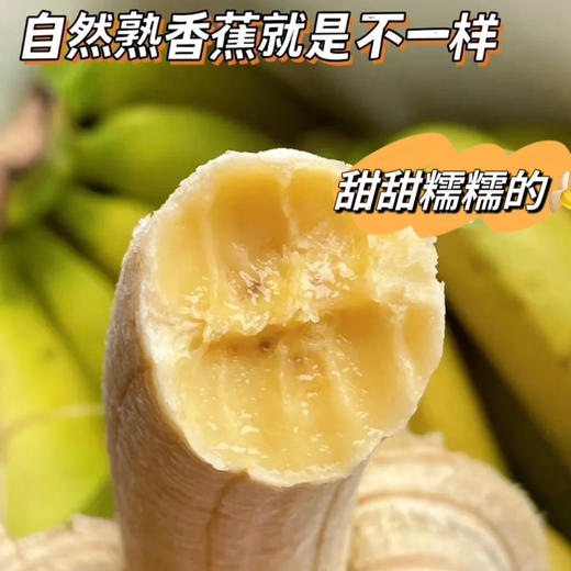 【满2件减5元】天宝香蕉 树上自然8成熟无农残不打除草剂不打膨大剂自然生长两干多年种植历史 商品图2