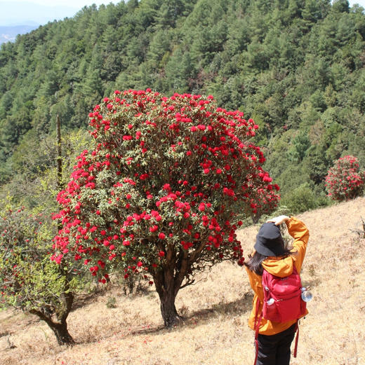 成人徒步 | 3.14周六寻甸彝戈山徒步赏花，闯入马缨杜鹃花海，一山坡又一山坡的马缨花海，漫步草原与森林，登高望远！ 商品图5