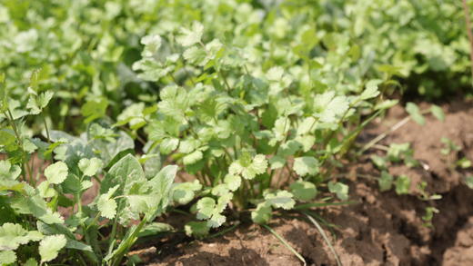 香菜/老品种香菜（100g） 商品图3