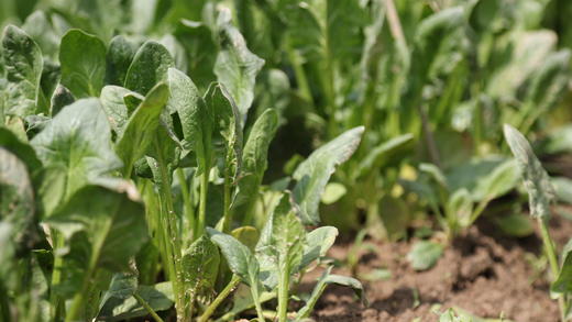 菠菜/老品种菠菜（400g）因季节原因，不用化肥的叶菜会略带苦味哦！ 商品图5