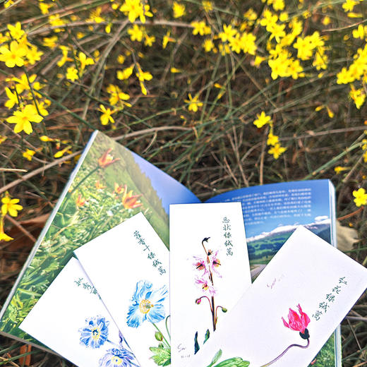 植物旅行笔记（ 孙小美 著）【天冬、余天一联袂推荐】 商品图1