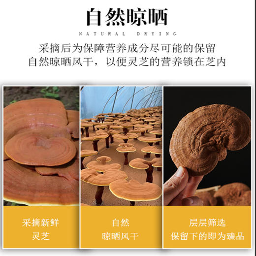 有机赤灵芝  250g 商品图5