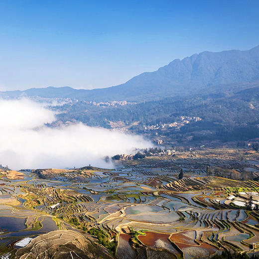 『云南哈尼梯田红米』传统农耕 糯软清香 商品图2