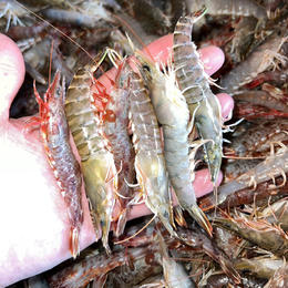 【野生海杂虾】纯正野生海虾，速冻锁鲜，肉质Q弹，营养美味，妈鲜乐广东潮汕海鲜基地发货