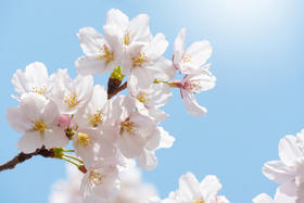 春季艾灸养肝，必选4个黄金穴位！