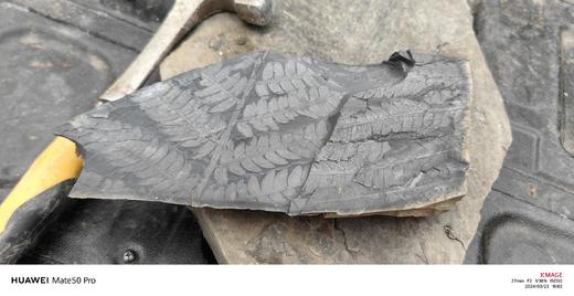 北京西山地质化石之旅 商品图3