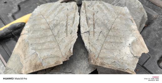 北京西山地质化石之旅 商品图4