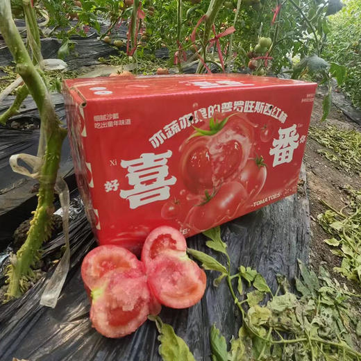 【社区团购】普罗旺斯西红柿2Kg左右含箱 商品图2