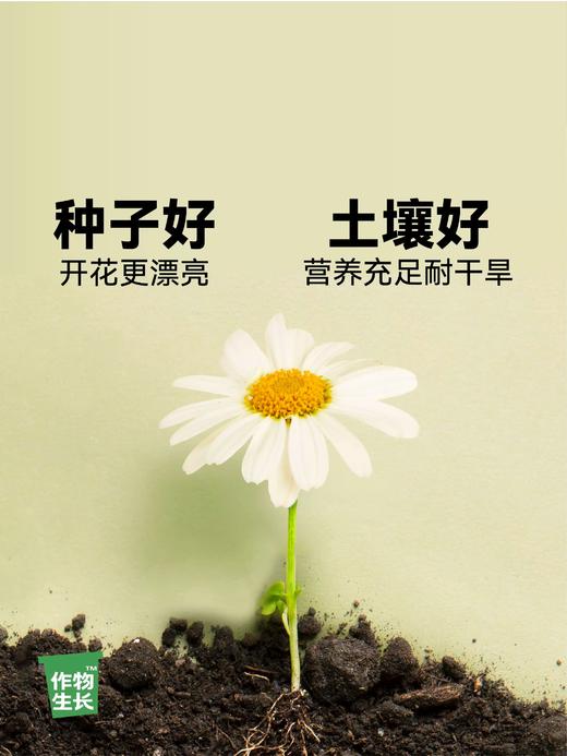 作物生长盆栽产品系列 商品图11