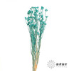 永生花材 | 相思梅蒂芙尼蓝 商品缩略图0