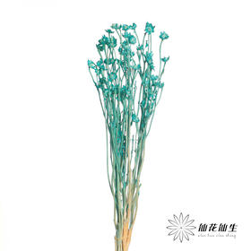 永生花材 | 相思梅蒂芙尼蓝