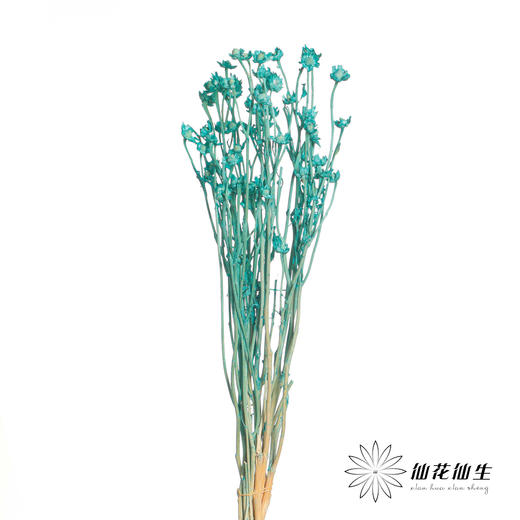 永生花材 | 相思梅蒂芙尼蓝 商品图0