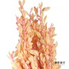 永生花材 | 黄杨牡丹浅粉 商品缩略图3