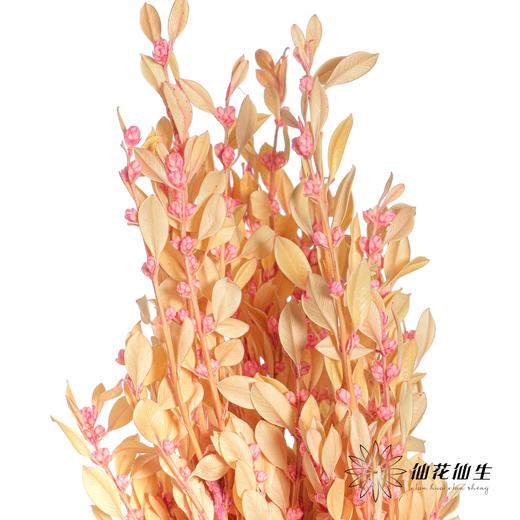 永生花材 | 黄杨牡丹浅粉 商品图3